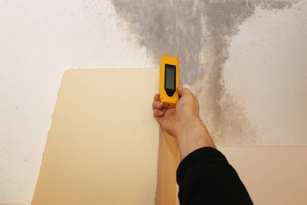 Best Biohazard Mold Removal  in Hinton, WV
