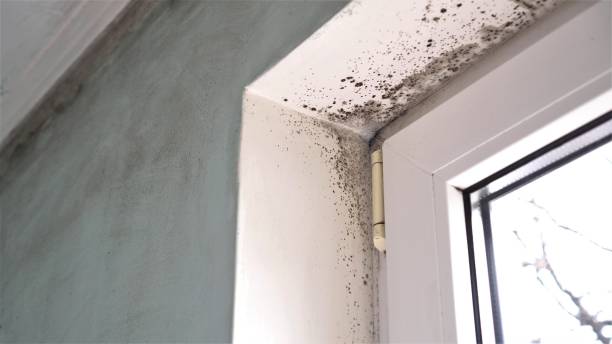Hinton, WV Mold Removal Company
