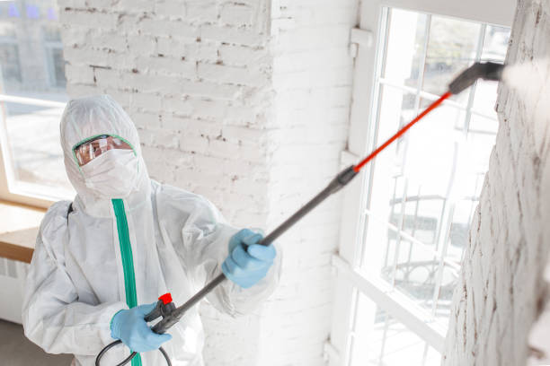 Best Basement Mold Removal  in Hinton, WV