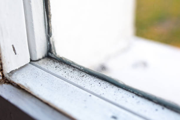 Environmental Consulting for Mold Prevention in Hinton, WV