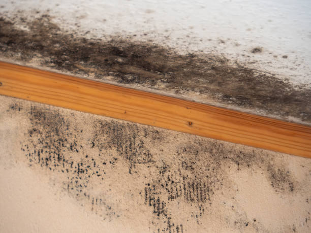 Best Residential Mold Inspection & Testing  in Hinton, WV
