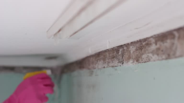 Best Forensic Mold Investigation  in Hinton, WV
